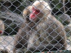 (Japanese Macaque) caged