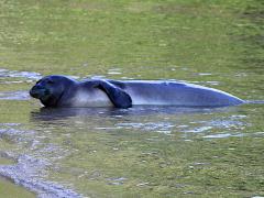 (Hawaiian Monk Seal) chillin