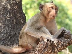 (Crab-eating Macaque) male resting
