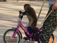 (Assam Macaque) cycling