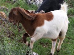 (Domestic Goat) Nubian grazing