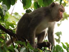 (Formosan Rock Macaque) on Japanese Superb Fig