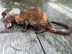 (Formosan Masked Palm Civet) dying (Formosan Masked Palm Civet) dying