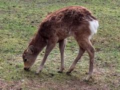 (Honshū Sika Deer) browsing