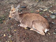 (Honshū Sika Deer) sitting