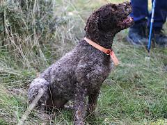 (Domestic Dog) Lagotto Romagnolo