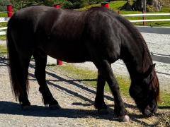 (Domestic Horse) Dole