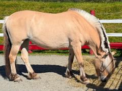 (Domestic Horse) Fjord