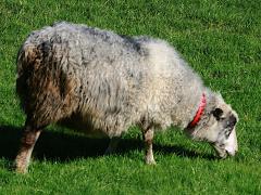 (Domestic Sheep) feeding