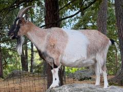 (Domestic Goat) male