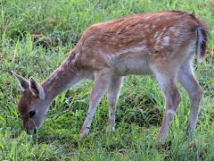 (European Fallow Deer) feeding