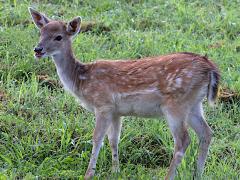 (European Fallow Deer) profile