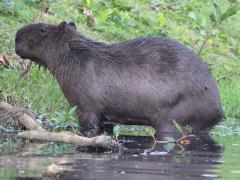 (Capybara) wading