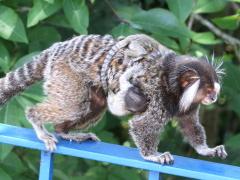 (Common Marmoset) mother baby