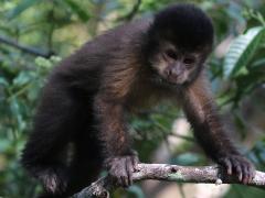 (Black Capuchin) climbing