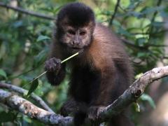 (Black Capuchin) feeding