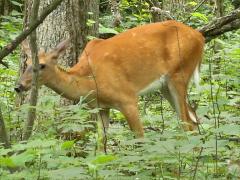 (White-tailed Deer) lateral