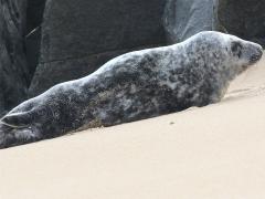 (Gray Seal) atlantica female