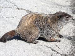 (Groundhog) lateral