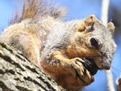 (Fox Squirrel) walnut