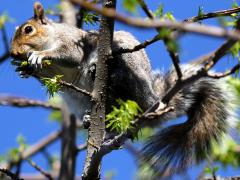 (Eastern Gray Squirrel) eating sweetgum