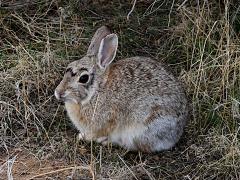 (Mountain Cottontail) bunny