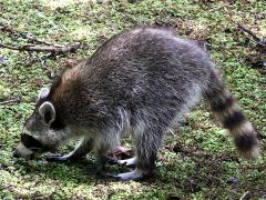 (Raccoon) forages
