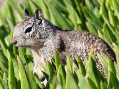 (California Ground Squirrel) profile