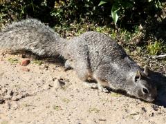 (California Ground Squirrel) lateral