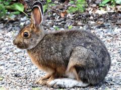 (Snowshoe Hare) profile