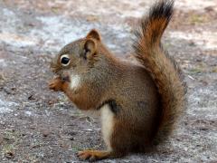 (American Red Squirrel) nibbling