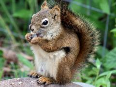 (American Red Squirrel) nibbling