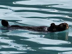 (Sea Otter) kenyoni floating