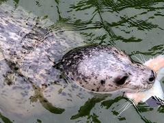 (Harbor Seal) feeding