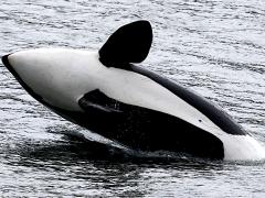 (Orca) breaching side