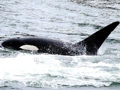 (Orca) swimming