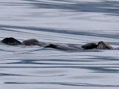 (Sea Otter) floating