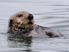 (Sea Otter) head
