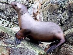 (Steller Sea Lion) female basking