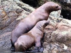 (Steller Sea Lion) mother and pup