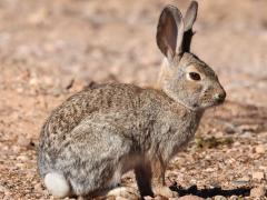 (Desert Cottontail) lateral