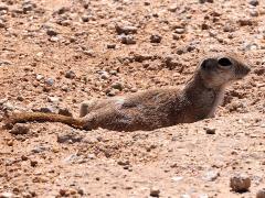 (Round-tailed Ground Squirrel) burrow