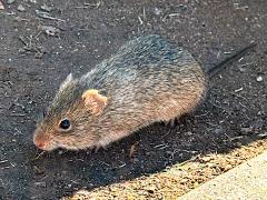 (Arizona Cotton Rat) profile