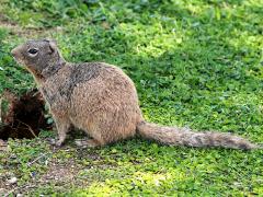 (Rock Squirrel) profile