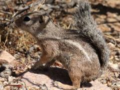 (Harris's Antelope Squirrel) profile