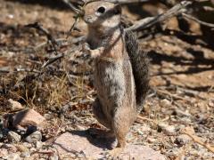 (Harris's Antelope Squirrel) standing