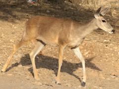 (White-tailed Deer) couesi female