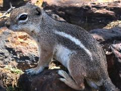 (Harris's Antelope Squirrel) resting