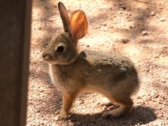 (Desert Cottontail) bunny