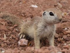 (Round-tailed Ground Squirrel) crouching
